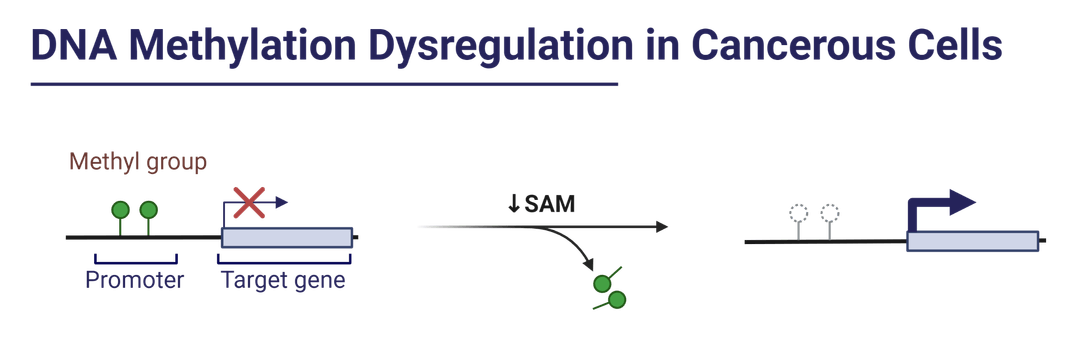 S-adenosyl-methionine (SAM) removes methyl groups