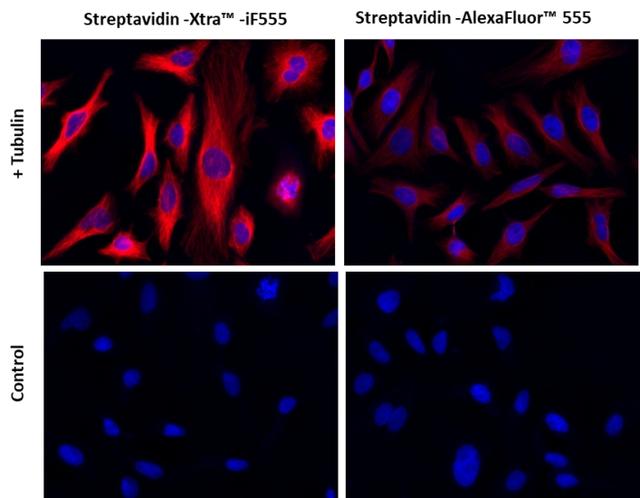 Images of Hela cells stained with Streptavidin-Xtra&trade; iFluor® conjugates and Streptavidin Alexa Fluor &trade; conjugate.<br />Hela cells were fixed with 4% paraformaldehyde for 30 minutes, permeabilized with 0.02% Triton&trade; X-100 for 10 minutes, and blocked with 1% BSA for 1 hour. Fixed Hela cells were then stained with 1 &micro;g/mL alpha Tubulin Mouse Monoclonal Antibody for 1 hour at room temperature, followed by GxM IgG-biotin (Cat# 16729) stain and then visualized with Streptavidin-Xtra&trade; iFluor 555 and Streptavidin-Alexa Fluor&trade; 555 . &nbsp;Cell nuclei were stained with Hoechst 33342 (Blue, Cat#17535).