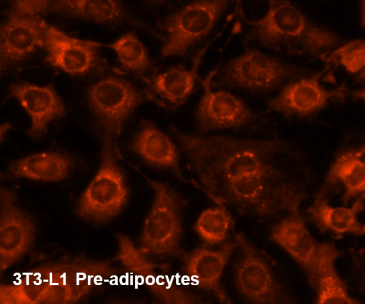 pre-adipocytes