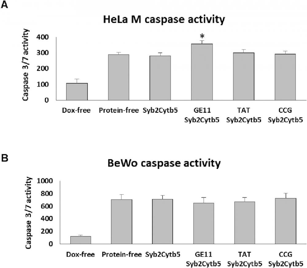 <strong>Effect of TA chimeras on liposomal Dox-mediated activation of caspase 3/7.&nbsp;</strong>HeLa M (A) and BeWo (B) cells were incubated with Dox-loaded liposomes with or without incorporated TA proteins as indicated. The activity of caspase 3 and caspase 7 was measured after 48 hours of incubation. The values shown are expressed as a percentage of the value obtained using untreated cells. Error bars correspond to the standard deviation (n = 3) and the significance of the acquired values relative to protein-free Dox-loaded liposomes was determined by one-way ANOVA test (* indicates p &lt; 0.05). Source:&nbsp;<strong>Sialic acid-binding lectin from bullfrog eggs inhibits human malignant mesothelioma cell growth <em>in vitro</em> and <em>in vivo</em></strong> by Takeo Tatsuta et al., <em>PLOS</em>, Jan. 2018.