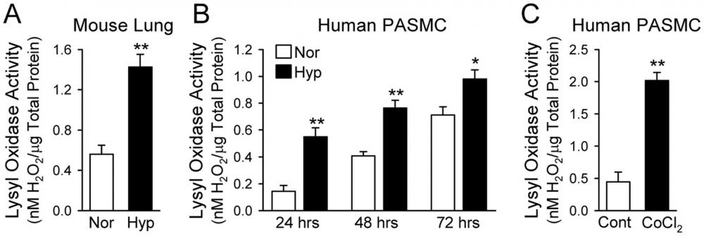 Activity of lysyl oxidase (LOX) is increased in whole-lung tissues of chronically hypoxic mice and in culture media from human PASMC exposed to hypoxia or treated with CoCl2. Enzymatic activity of LOX was determined using Fluorimetric Lysyl Oxidase Assay Kit by monitoring LOX-catalyzed H2O2 release from the fluorescent substrate in HRP-coupled reaction. A: LOX activity in lung tissue homogenates from normoxic (Nor, room air for 5 weeks, nâ€Š=â€Š5) and hypoxic (Hyp, 10% O2 for 5 weeks, nâ€Š=â€Š5) mice. **P&lt;0.01 vs. Nor. B: LOX activity in culture media collected from human PASMC after 24, 48 and 72 hrs of exposure to normoxia (Nor, 21% O2) or hypoxia (Hyp, 3% O2). *P&lt;0.05, **P&lt;0.01 vs. Nor. C: LOX activity in culture media collected from PASMC treated with vehicle (Cont) or CoCl2 (100 &micro;M for 48 hrs). **P&lt;0.01 vs. Cont. Each bar graph displays the Cu-dependent activity of LOX determined by subtracting values obtained in the presence of BCS (a Cu chelator) from values in the absence of BCS. LOX activity is expressed in nanomoles of H2O2 released from the cells and normalized to the amount of total protein in each sample. Data are shown as mean&plusmn;SE. Activity in the conditioned media and the cell extracts was measured using the Fluorimetric Lysyl Oxidase Assay Kit (AAT Bioquest, Inc., prod. no. 15255). Source: Graph from <strong>Upregulated Copper Transporters in Hypoxia-Induced Pulmonary Hypertension</strong> by Adriana M. Zimnicka et al., <em>PLOS,</em> Mar. 2014.