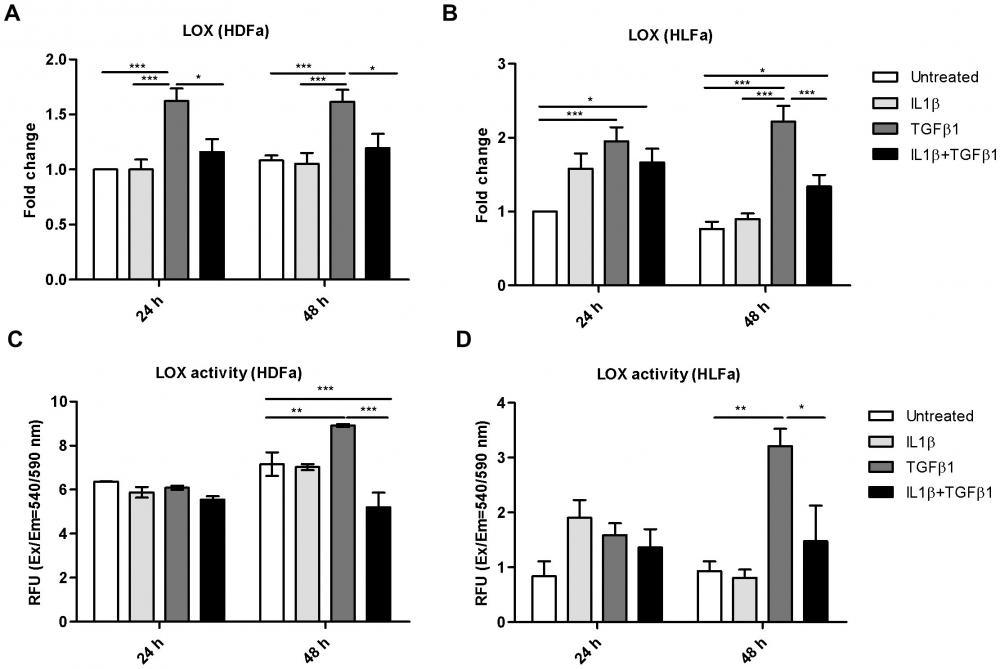 Effects of IL1&beta; and TGF&beta;1 on the expression and activity level of lysyl oxidase in dermal and lung fibroblasts. (A&ndash;B) HDFa and HLFa were treated with IL1&beta;, TGF&beta;1, or a combination of both, for 24 and 48 h. The mRNA levels of LOX were measured with qRT-PCR and expressed as fold change compared to untreated control. (C&ndash;D) Quantification of lysyl oxidase activity as secreted in the culture medium by HDFa and HLFa treated with IL1&beta;, TGF&beta;1, or a combination of both for 24 and 48 h.&nbsp; LOX activity was determined with the Amplite Fluorimetric Lysyl Oxidase Assay Kit (AAT Bioquest Inc, USA) in accordance to the manufacturer's protocol. Source: Graph from <strong>Interleukin-1&beta; Attenuates Myofibroblast Formation and Extracellular Matrix Production in Dermal and Lung Fibroblasts Exposed to Transforming Growth Factor-&beta;1</strong> by Masum M et al., <em>PLOS</em>, Mar. 2014.