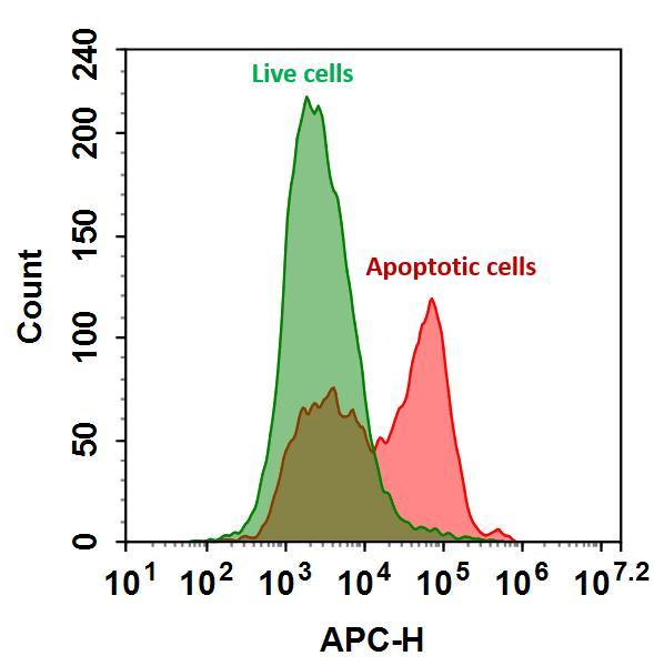 The detection of binding activity of Annexin V-iFluor® 680 conjugate to phosphatidylserine in Jurkat cells. Jurkat cells were treated without (Green) or with 1 μM staurosporine (Red) at 37 ºC for 4 hours and then labeled with Annexin V-iFluor® 680 conjugate for 30 minutes. Fluorescence intensity was measured using an ACEA NovoCyte flow cytometer in the APC channel.