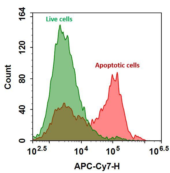 The detection of binding activity of Annexin V-iFluor® 750 conjugate to phosphatidylserine in Jurkat cells. Jurkat cells were treated without (Green) or with 1 μM staurosporine (Red) at 37 ºC for 4 hours and then labeled with Annexin V-iFluor® 750 conjugate for 30 minutes. Fluorescence intensity was measured using an ACEA NovoCyte flow cytometer in the APC-Cy7 channel.