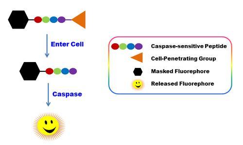 Mechanism for ApoBrite&trade;&nbsp;U470 caspase substrate. Cell-permeable functional group allows probe to enter live cell. Once inside the cell, the caspase selective peptide is cleaved by caspase to reveal the masked fluorophore.