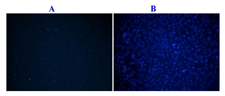 The fluorescence microscope images of normal Hela cells (A) and apoptotic Hela cells (B). Hela cells were cultured in a 96-well plate, and washed twice with HHBS buffer. ApoBrite&trade; U470 caspase 3/7 dye loading solution was then added to the well. After incubation for 2 h at 37 &deg;C, the cells were washed once with HHBS buffer and treated with staurosporine (1 &mu;M) apoptosis inducer for 1 hr. The images were acquired using a fluorescence microscope equipped with DAPI filter set.