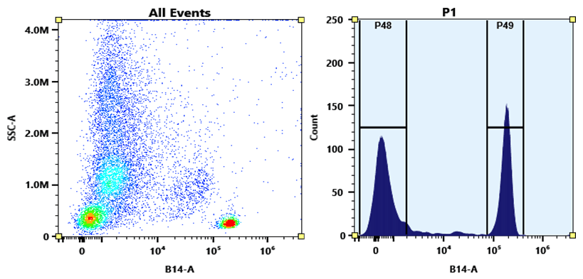 Flow cytometry analysis of whole blood stained with PE-Cy7 anti-human CD4 *SK3* conjugate. The fluorescence signal was monitored using an Aurora spectral flow cytometer in the PE-Cy7-specific B14-A channel. PE-Cy7 anti-human CD4 *SK3* conjugates were prepared using the Buccutite™ Rapid PE-Cy7 Tandem Antibody Labeling Kit *Production Scale* (Cat# 5411).