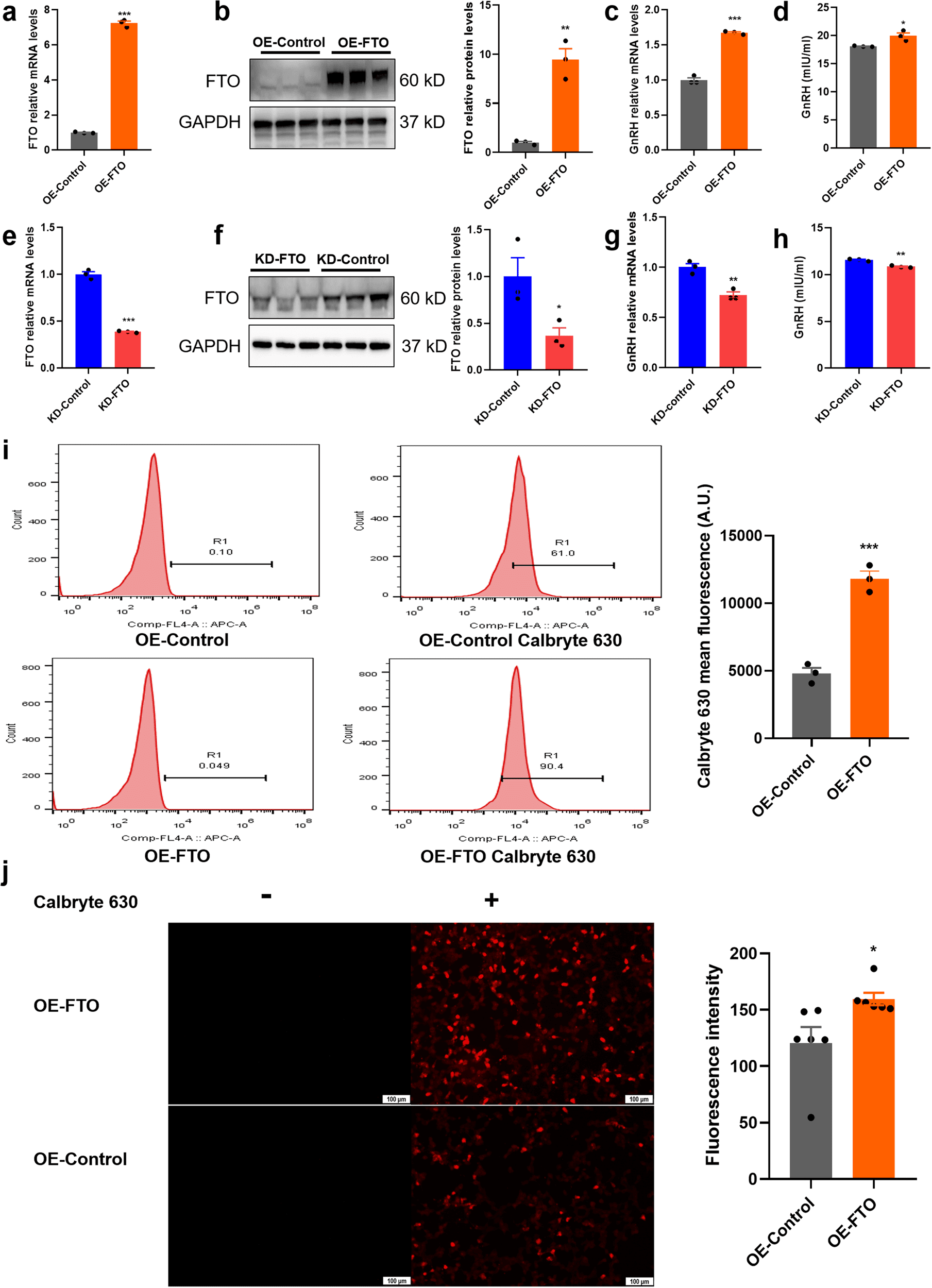 a, b Overexpression of FTO (OE-FTO) in GT1-7 cells as confirmed by qPCR and western blotting (n = 3). c GnRH mRNA levels detected by qPCR in OE-FTO cells (n = 3). d GnRH abundance in OE-FTO cells as determined by ELISA (n = 3). e, f Knockdown of FTO (KD-FTO) in GT1-7 cells as determined by qPCR and western blotting (n = 3). g Expression of GnRH mRNA as determined by qPCR (n = 3). h Protein expression of GnRH in KD-FTO cells as determined by ELISA (n = 3). i Free Ca2+ concentrations of OE-Control and OE-FTO GT1-7 cells as determined by fluorescence of Calbryte-630 with flow cytometry as described in the Methods (n = 3). Left: flow cytometric histograms of Calbryte-630 and gating with no Calbryte-630 probe as background values. Right: quantitative analysis of cell fluorescence for Calbryte-630. j Levels of intracellular free Ca2+ (red colour) between OF-FTO and OE-Control cells as determined by IF (n = 6). The concentration of fluorescence-labelled Calbryte 630 was 5 μM. Scale bars, 100 μm. The bars represent the means ± SEMs. *P < 0.05, **P < 0.01, ***P < 0.001, and ns, P > 0.05 versus OE-control or KD-control group by Student’s t test. Source: <b>FTO-mediated m6A demethylation regulates GnRH expression in the hypothalamus via the PLCβ3/Ca2+/CAMK signalling pathway</b> by Zang, S., Yin, X. & Li, P. <em>Commun Biol 6, 1297</em> Dec. 2023.