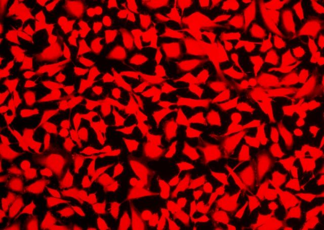 Image of HeLa cells stained with Cell Explorer™ Live Cell Labeling Kit *Red Fluorescence* (Cat#22609)in a Costar black wall/clear bottom 96-well plate. Cells were stained with Calcein Deep Red™ for 30 minutes and image was acquired with fluorescence microscope using Cy5 filter.