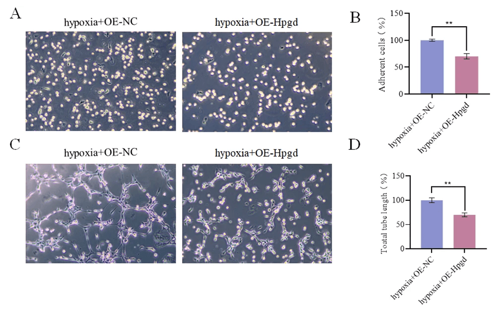 Effects of Hpgd on the adhesion and angiogenesis of hPAECs