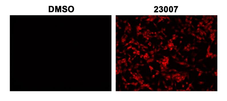 Fluorescence images with 9L-LacZ cells. 9L-LacZ cells were stained with Xite&trade; Red beta-D-galactopyranoside directly in cell culture medium 45 mins at 37 &deg;C. The signal was acquired using Cy3/TRITC filter set.