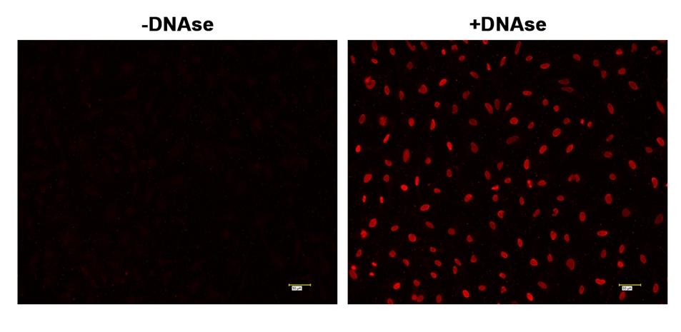 <strong>Fluorescence </strong><strong>images of TUNEL assay </strong><strong>with&nbsp; </strong><strong>HeLa cells. </strong>&nbsp;&nbsp;<br /> HeLa cells were fixed and treated with or without DNAse for 60 mins at 37 &deg;C. The cells were then stained with Cell Meter&trade; Fixed Cell and Tissue TUNEL Apoptosis Assay Kit. DNA strand breaks showed intense fluorescent staining in DNAse treated cells. The signal was acquired with fluorescence microscope using a Cy3 filter set.