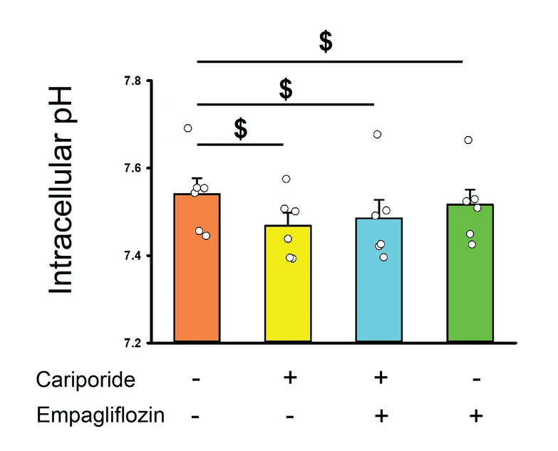 Effects of empagliflozin on Na+/H+ exchanger (NHE) and downstream signaling. Averaged data of the intracellular pH in the control cells and empagliflozin (1 μmol/L)-treated atrial fibroblasts cotreated with or without cariporide (10 μmol/L) for 48 h (n = 6 experiments, statistic test by one-way repeated measures ANOVA). Source: Graph from <b>Empagliflozin suppressed cardiac fibrogenesis through sodium-hydrogen exchanger inhibition and modulation of the calcium homeostasis</b> by Chung et al., <em>Cardiovascular Diabetology</em>, Feb. 2023.