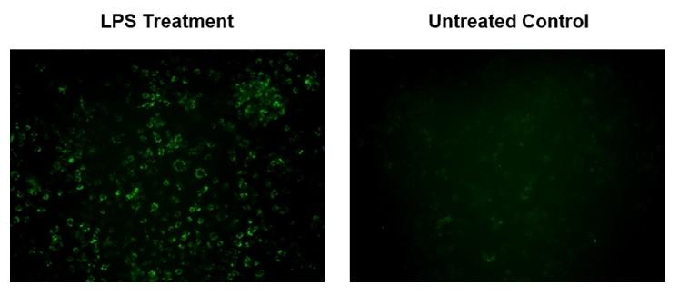 Fluorescence images of endogenous superoxide measurement in macrophage cells using Cat#16060. RAW 264.7 cells at 100,000 cells/well/100 &micro;L were seeded overnight in a 96-well black wall/clear bottom plate. LPS Treatment: Cells were incubated with MitoROS&trade; 520 for 1 hour, then treated with 200 &mu;g/mL of lipopolysaccharide (LPS) at 37 &ordm;C for 16 hours. Untreated Control: RAW 264.7 cells were incubated with MitoROS&trade; 520 at 37 &ordm;C for 1 hour without LPS treatment. The fluorescence signal was measured using fluorescence microscope with a FITC filter.