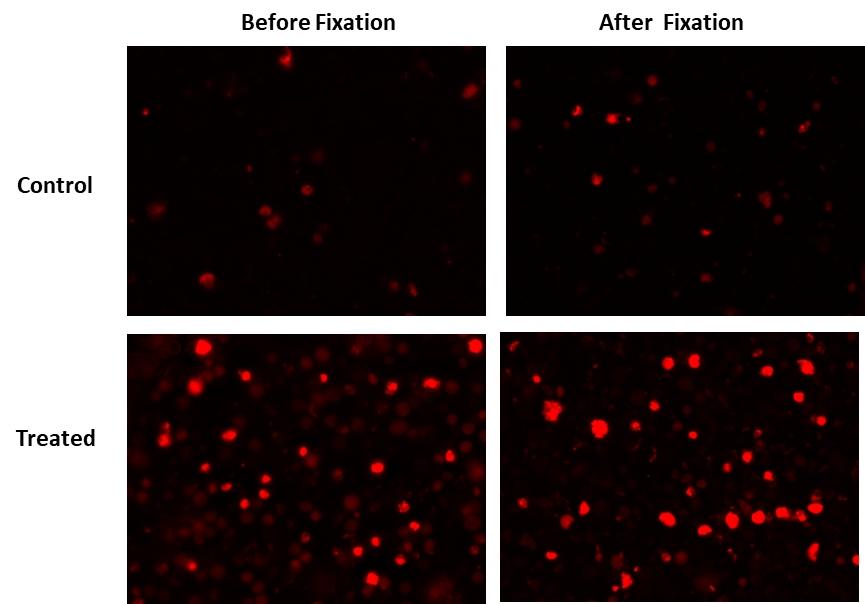 Detection of&nbsp;active caspases 3/7 using TF3-DEVD-FMK (Cat# 20101) in Jurkat cells. The treated cells (1 &mu;M staurosporine, 4 hours) and untreated cells (control) were incubated with TF3-DEVD-FMK for 1 hour at 37 &deg;C, and then washed after stain.&nbsp; Fluorescent images before fixation and after fixation were measured with a fluorescence microscope using TRITC filter set.