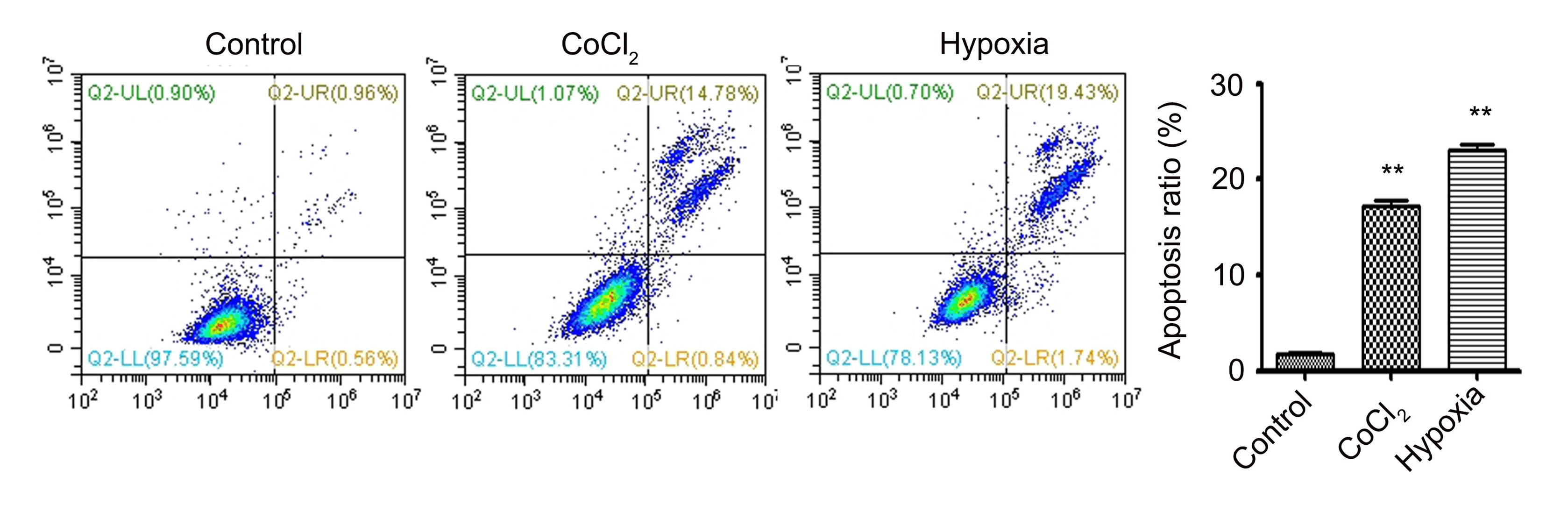 Hypoxia inhibits cell proliferation and induces cell apoptosis. H9C2 cells were treated with CoCl2 (900 μM) or a hypoxic microenvironment (1% O2) for 24 h. Cell apoptosis was detected by flow cytometry. *P < 0.05, **P < 0.01. Cell Meter™ Phosphatidylserine Apoptosis Assay Kit (AAT Bioquest) was used to visualize apoptotic cells according to the manufacturer’s instructions. <b>Source:</b> Integrin β3 inhibits hypoxia-induced apoptosis in cardiomyocytes by Yifan Su, Hua Tian, Lijiang Wei, Guohui Fu, Ting Sun. <em>Acta Biochimica et Biophysica Sinica</em>, Volume 50, Issue 7, July 2018. 