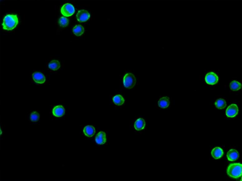 HeLa cells were&nbsp;labeled with Cell Navigator® Cell Plasma Membrane Staining Kit *Green Fluorescence* (Cat No. 22682), and nuclei were labeled with Hoechst 33342 (Cat No. 17530). Labeled cells were imaged on the Keyence BZ-X710 All-In-One Fluorescence Microscope equipped with a FITC filter set.