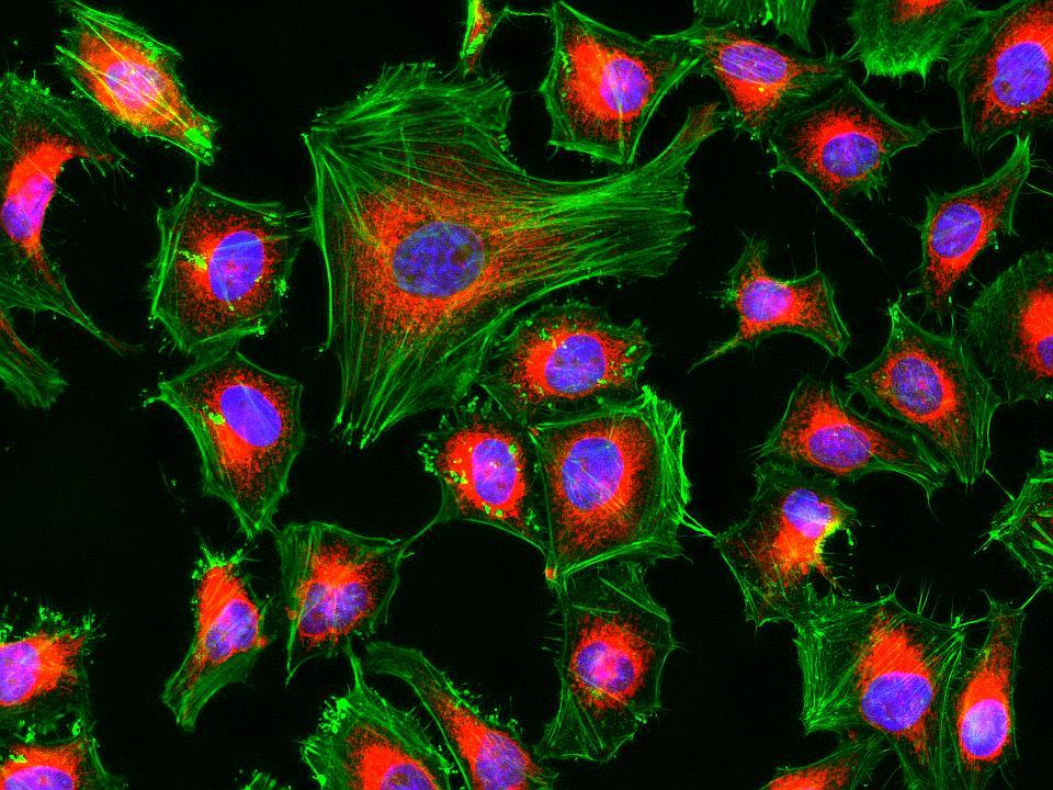 Fluorescence images of HeLa cells stained with Cell Navigator® Mitochondrion Staining Kit *NIR Fluorescence* using fluorescence microscope with a Cy5 filter set. Live cells were stained with mitochondria dye MitoLite&trade; NIR (Red). After fixation, the cells were labeled with F-actin dye iFluor® 488-Phalloidin (Cat#23115, Green) and counterstained with Nuclear Blue&trade; DCS1 (Cat#17548, Blue).