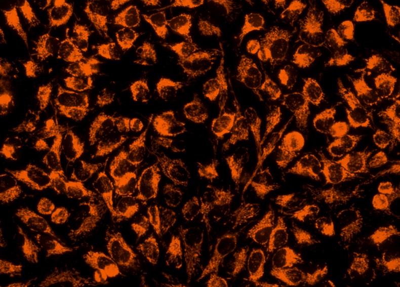 Image of HeLa cells stained with Cell Navigator® Mitochondrion Staining Kit in a Costar black wall/clear bottom 96-well plate.