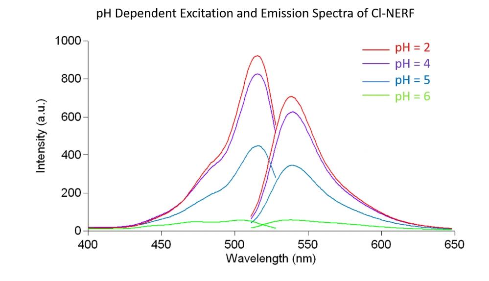 Steady-state excitation and emission spectra of Cl-NERF in aqueous buffer solution with increasing pH moving from bottom to top at pH = 2.0 (red line), 4 (purple line), 5 (blue line) and 6 (green line).