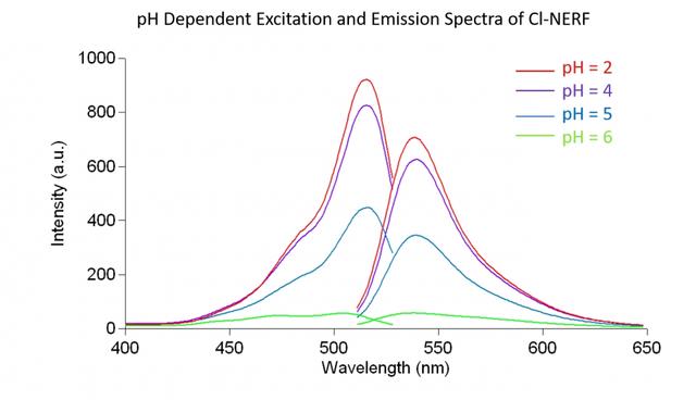 Steady-state excitation and emission spectra of Cl-NERF in aqueous buffer solution with increasing pH moving from bottom to top at pH = 2.0 (red line), 4 (purple line), 5 (blue line) and 6 (green line).