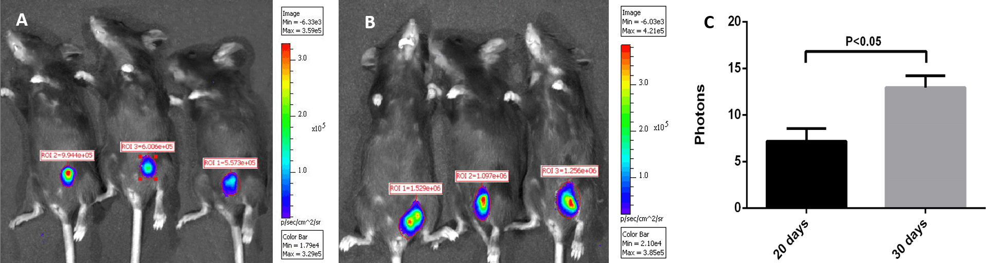IVIS images of 3 mice 20 d and 30 d after subcutaneous injection of 2 × 107 C3-luc cells. Chloral hydrate (10%) was intraperitoneally injected at 100 μL/mouse to anesthetize the mice. D-luciferin at a concentration of 150 mg/kg in sterile phosphate-buffered saline was injected after they were fully anesthetized. Animals were imaged for 180 s at a binning value of 8 and an FVO of 12.8 cm, 10 min after the injection of D-luciferin. Statistical analysis of photon levels was performed using an unpaired t-test (P < 0.05). Results of statistical analysis indicated that tumor size increased with time, and the correlation was significant. Source: <b>C3-Luc Cells Are an Excellent Model for Evaluation of Cellular Immunity following HPV16L1 Vaccination</b>. by Li L-L, Wang H-R, Zhou Z-Y, Luo J, Wang X-L, Xiao X-Q, et al. <em>PLoS ONE</em> 11(2). Feb. 2016.