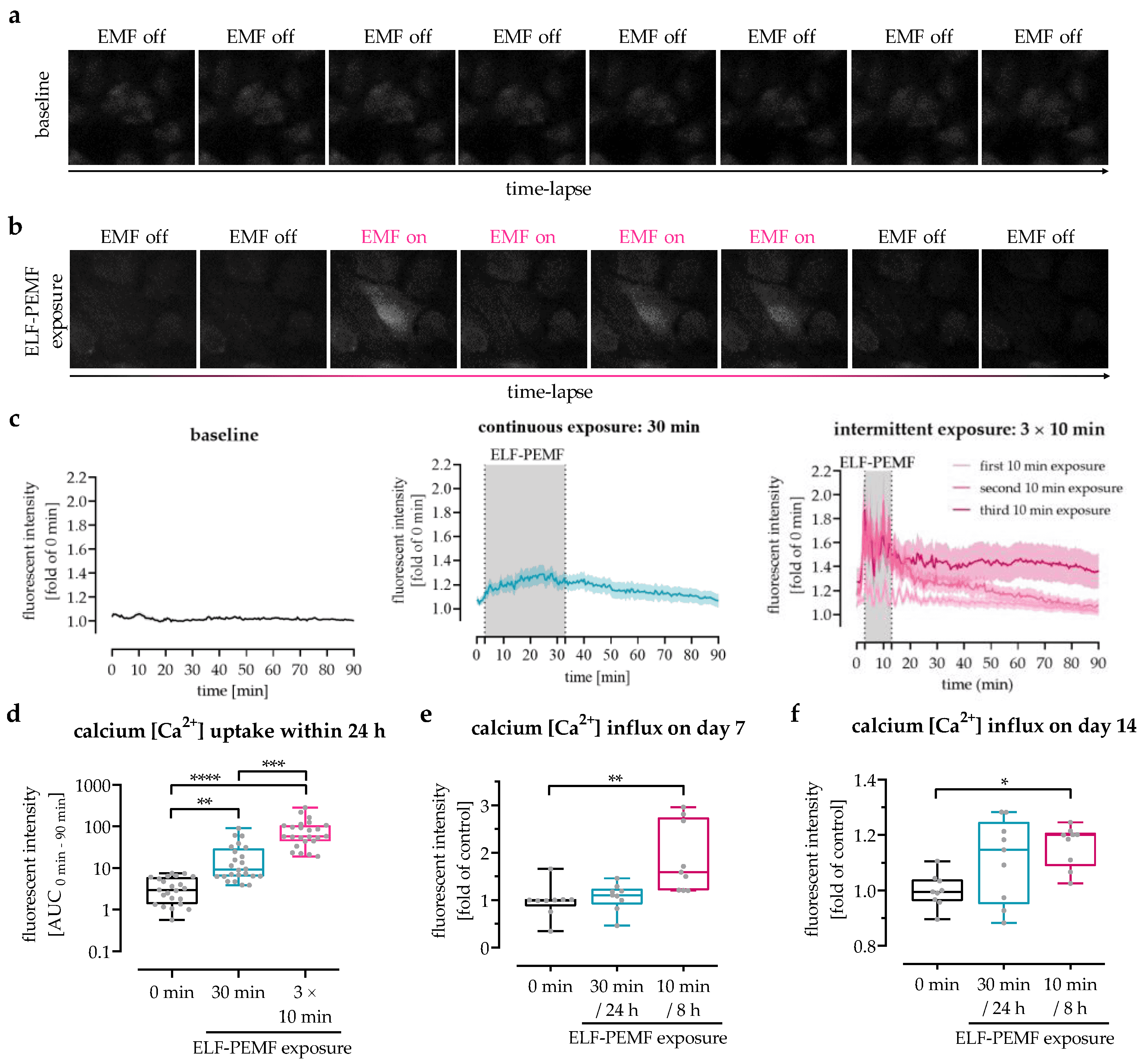 Analysis of 16 Hz ELF-PEMF-dependent Ca2+ influx into SCP-1 cells. Intracellular calcium levels were detected using the fluorescent probe Fluo-8. Time-lapse fluorescent image series of Fluo-8-loaded SCP-1 cells (a) without or (b) with 16 Hz ELF-PEMF exposure. (c) Automated image analysis using the time series analyzer V3 plugin of ImageJ software was used to determine intracellular Ca2+ levels over time. (d) Area under the curve (AUC) was used to determine the net-Ca2+ uptake within the first 24 h. Ca2+ influx into SCP-1 cells, osteogenically differentiated for (e) 7 and (f) 14 days with or without daily exposure to 16 Hz ELF-PEMF, was quantified at λex = 495 nm and λem = 516 nm using a microplate reader, 2 min immediately after starting the ELF-PEMF exposure. N = 3, n ≥ 3. Data are displayed as line graphs with error bands or box plots with individual data points. Data were analyzed by non-parametric one-way ANOVA followed by Friedman’s multiple comparison test, * p < 0.05, ** p < 0.01, *** p < 0.001, and **** p < 0.0001. Source: <b>Intermittent Exposure to a 16 Hz Extremely Low Frequency Pulsed Electromagnetic Field Promotes Osteogenesis In Vitro through Activating Piezo 1-Induced Ca2+ Influx in Osteoprogenitor Cells</b> by Chen, Yangmengfan et.al. <em>Journal of Functional Biomaterials</em>, March 2023.