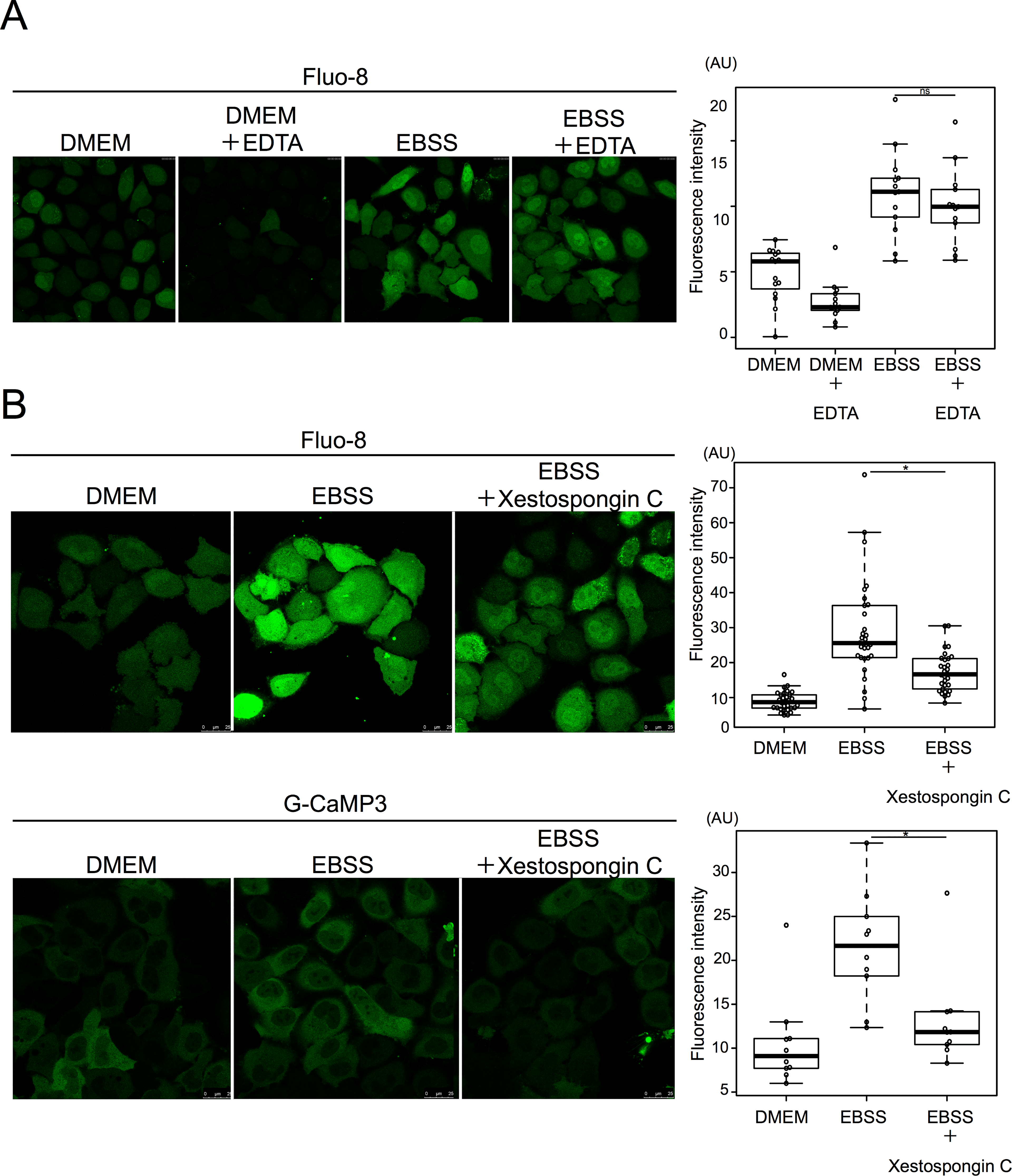 Starvation induced calcium efflux from the ER mediated by the IP3 receptor. A. HeLa cells were cultured with 0.5 mM EDTA in EBSS for 90 min and then stained with Fluo-8 for 30 min. 15 cells were counted in three independent experiments. B. HeLa cells were treated with or without xestospongin C in DMEM or EBSS for 90 min, and then stained with Fluo-8 for 30 min. 15 cells were counted in three independent experiments. HeLa cells were transiently transfected with G-CaMP3 and shifted to DMEM or EBSS with or without xestospongin C for 2 h. 30 cells were counted in three independent experiments. Fluorescence intensity was measured in ROI within cytoplasm. Median: line; upper and lower quartiles: boxes; 1.5-interquartile range: whiskers. * denotes p<0.05 (unpaired two-tailed Student’s t-test) between EBSS and EBSS plus drug treatment. Source: <b>Starvation-induced autophagy via calcium-dependent TFEB dephosphorylation is suppressed by Shigyakusan</b> by Ikari S, Lu S-L, Hao F, Imai K, Araki Y, Yamamoto Y-h, et al. <em>PLoS ONE</em> 15(3): e0230156. June 2023.