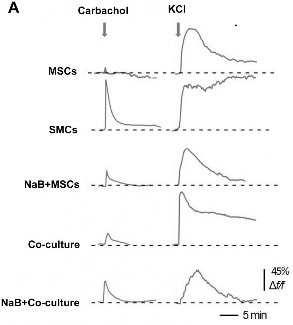 Measurement of intracellular calcium levels. (A) The traces show the carbachol- (10 mM) and KCl (100 mM)-induced Ca<sup>2+</sup> response in MSCs, SMCs, MSCs treated with 1 mM NaB for 48 h, and NaB-pretreated (1 mM for 48 h) MSCs co-cultured with SMCs for 3 d. F/F0 denotes the relative change in Fluo-8 intensity, F0 is the baseline average and F is the absolute fluorescence value in an area of interest during treatment. Forty-five percent means that 45 of one hundred cells exhibited a response. Source: Graph from <br /><strong>Sodium Butyrate Promotes the Differentiation of Rat Bone Marrow Mesenchymal Stem Cells to Smooth Muscle Cells through Histone Acetylation</strong> by Jingxia Liu et al., <em>PLOS</em>, Dec. 2014.