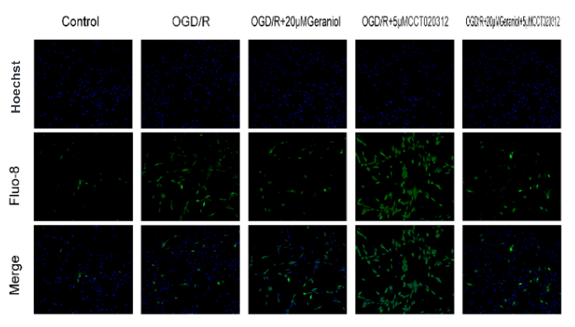 Inhibition of endoplasmic reticulum stress via the PERK-ATF4-CHOP pathway is required for the geraniol-mediated protective effect against oxygen–glucose deprivation/reoxygenation (OGD/R) injury in PC12 cells. The intracellular calcium ion concentration was detected via Fluo-8/AM staining using laser confocal microscopy. Bar = 200 μm. Source: <b>Geraniol-Mediated Suppression of Endoplasmic Reticulum Stress Protects against Cerebral Ischemia–Reperfusion Injury via the PERK-ATF4-CHOP Pathway</b>. by Wu, Y.; Fan, X.; Chen, S.; Deng, L.; Jiang, L.; Yang, S.; Dong, Z. <em>Int. J. Mol. Sci</em>. Dec. 2023.