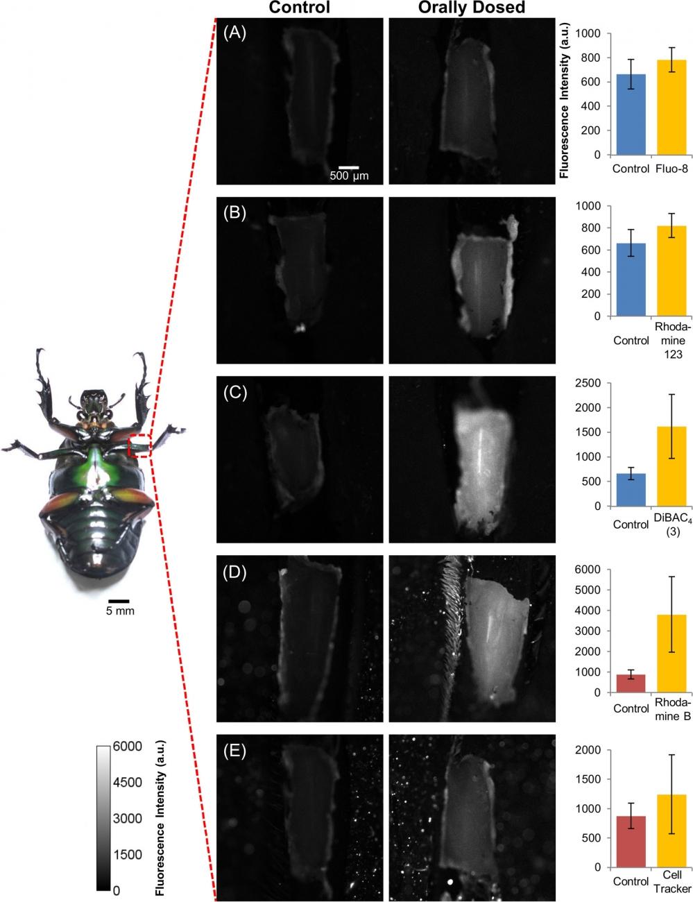 Difference in fluorescence intensity of insect flexion leg muscles of the control beetle and the beetle after oral dosing with chemical indicators. (A) Fluo-8; (B) Rhodamine 123; (C) DiBAC4(3); (D) Rhodamine B; and (E) Cell Tracker. The Fluo-8, Rhodamine 123, and DiBAC4(3) dosed beetle leg was observed under 460&ndash;480 nm excitation light and fluorescence emitted was collected within 495&ndash;540 nm. The Rhodamine B and Cell Tracker dosed beetle leg was observed under 535&ndash;555 nm excitation light and fluorescence emitted was collected within 570&ndash;625 nm. Fluorescence intensity was measured at the 2 regions of interest (ROIs) shown in S1A Fig. The images obtained were digitized by ImageJ software, and the averaged intensity is shown in each bar graph. The graphs in the right column show the fluorescence intensities of each beetle leg dosed with different chemical indicators (center) compared with the control (left) beetle leg. The control beetles were fed with the home-made jelly (no chemical indicator added) for 2 days prior to observation. The error bars represent the standard deviation (S.D.) (N = 5 beetles, n = 30 beetle legs for control, DiBAC4(3), Rhodamine B, and Rhodamine 123; N = 9 beetles, n = 30 beetle legs for Fluo-8 and Cell Tracker). Each data set was compared with control leg data set by student&rsquo;s t-test (Fluo-8, p = 1.42&times;10-4; Rhodamine 123, p = 4.65&times;10-5; DiBAC4(3), p = 6.26&times;10-9; Rhodamine B, p = 1.15&times;10-9 and Cell Tracker, p = 7.10&times;10-3). The color scale is given on the bottom left corner of the image. The increase in fluorescence intensity for the chemical indicator-dosed beetle compared with the control beetle indicates that the oral dosing method successfully administers and delivers various chemical indicators in order to label the beetle leg muscle.&nbsp;Source: Graph from <strong>Oral Dosing of Chemical Indicators for In Vivo Monitoring of Ca<sup>2+</sup> Dynamics in Insect Muscle</strong> by Ferdinandus et al., <em>PLOS</em>, Jan. 2015.