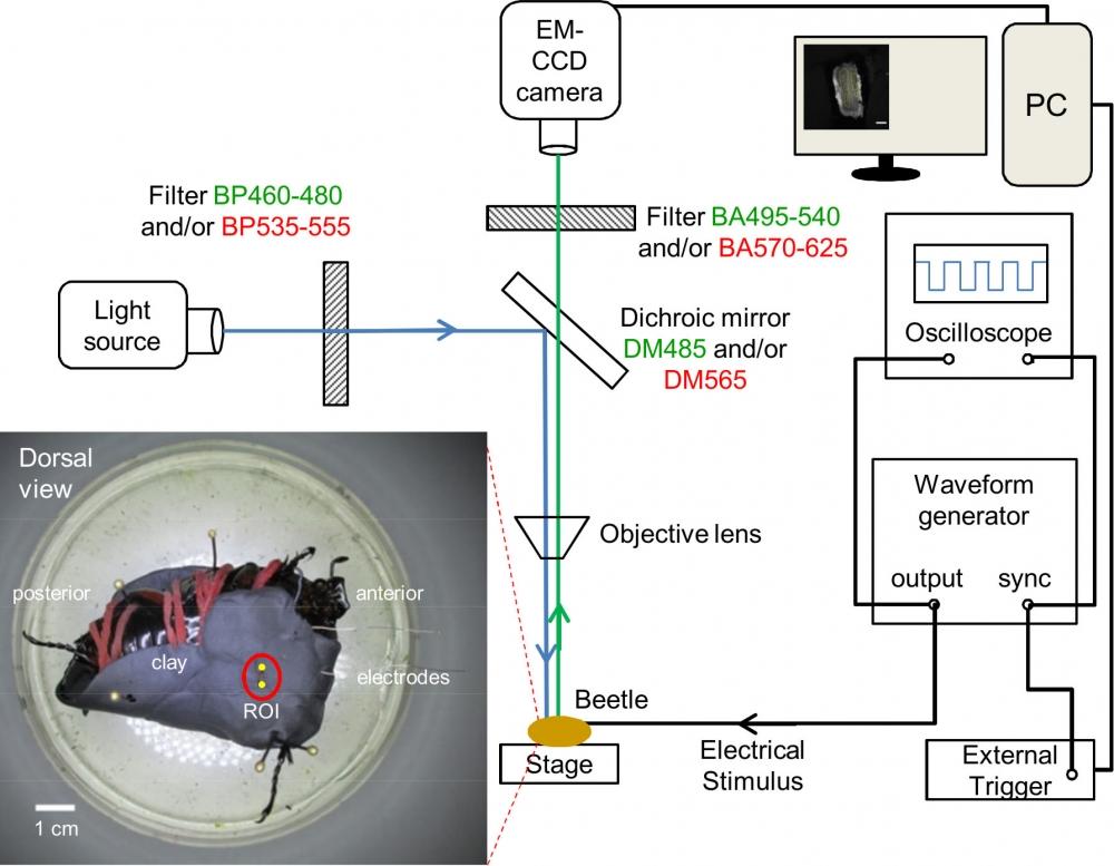 Illustration of fluorescence microscopy and electrical stimulation setups. The filter and mirror set in green font is used to observe Fluo-8, Rhodamine 123, and DiBAC4(3). The filter and mirror set in red font is used to observe Cell Tracker and Rhodamine B. Inset, dorsal view of the beetle fixed upside down on dissection plate using clay, rubber bands (in red), and insect pins. Two PFA-coated thin silver wire electrodes (one working electrode and one counter electrode) were inserted into the ends of the muscle that are marked by 2 yellow dots. The insertion depth is approximately 2 mm, as measured from the outer cuticle. The red circle indicates the observation window that was used to observe the flexion muscle, which located inside the femur of the beetle leg. Source: Graph from <strong>Oral Dosing of Chemical Indicators for In Vivo Monitoring of Ca2+ Dynamics in Insect Muscle</strong> by Ferdinandus et al., <em>PLOS</em>, Jan. 2015.