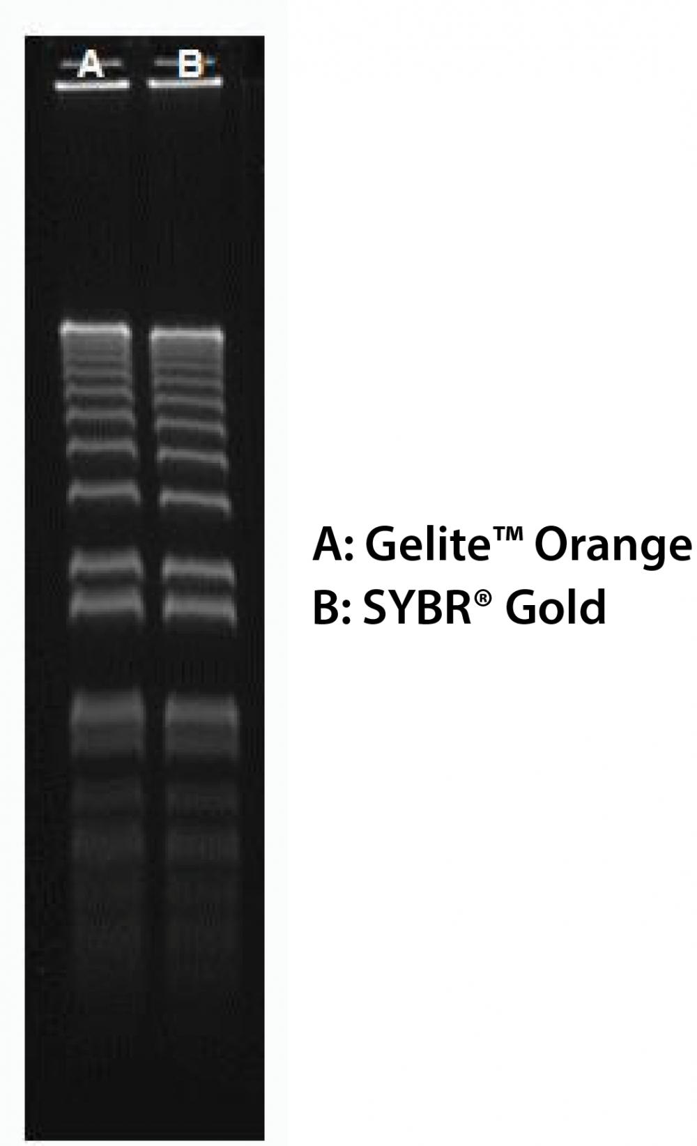 160 ng of 1 kb Plus DNA Ladder &nbsp;(ThermoFisher 10787018) in 0.9% agarose/TBE electrophoresis gel were stained with Gelite&trade; Orange and SYBR&reg; Gold, and imaged with 254-nm UV transilluminator using UVP Bioimaging System.