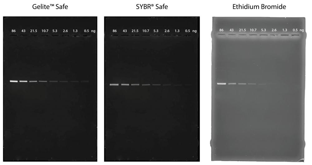 Comparison of DNA detection in 1% agarose gel in TBE buffer using Gelite&trade; Safe, SYBR&reg; Safe, and EtBr.&nbsp;Two-fold serial dilutions of 1 kb DNA ladder were loaded in amounts of 86 ng, 43 ng, 21.5 ng, 10.7 ng, 5.3 ng, 2.6 ng, 1.3 ng, and 0.5 ng from left to right. Gels were imaged using a 300 nm transilluminator in ChemiDoc&trade; Imaging System (Bio-Rad&reg;).