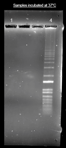Direct labeling of nucleic acid using Helixyte™ iFluor® 350 Nucleic Acid Labeling Dye. DNA ladder was labeled with 50 µM of Helixyte™ iFluor® 350 Nucleic Acid Labeling Dye (Lane 4) and analyzed alongside unlabeled DNA (Lane 1) on 1% agarose DNA gel using gel electrophoresis.