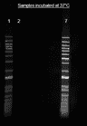 Direct labeling of nucleic acid using Helixyte™ iFluor® 488 Nucleic Acid Labeling Dye. The DNA ladder was labeled with 100 µM of Helixyte™ iFluor® 488 Nucleic Acid Labeling Dye (Lane 7), with ThermoFisher's Ulysis™ Alexa Fluor™ 488 Nucleic acid labeling kit (Lane 1) and analyzed alongside unlabeled DNA (Lane 2) on 1% agarose DNA gel using gel electrophoresis.