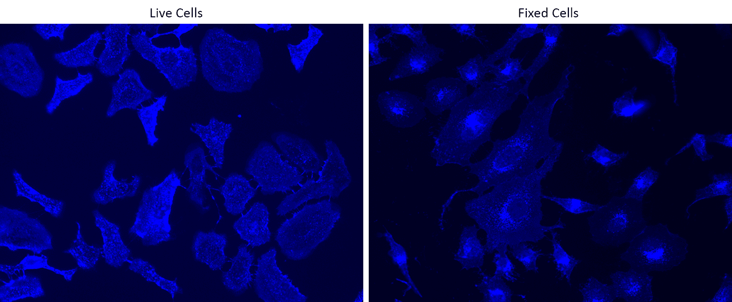 Live and fixed HeLa cells were stained with iFluor® 350-Wheat Germ Agglutinin (WGA) Conjugate at 10 µg/mL for 30 minutes. The image was acquired on a fluorescence microscope using a DAPI filter set.