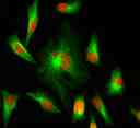 HeLa cells were stained with rabbit anti-tubulin followed by iFluor® 488 goat anti-rabbit IgG (H+L), and nuclei were stained with Nuclear Red™ DCS1 (Cat No. 17552).