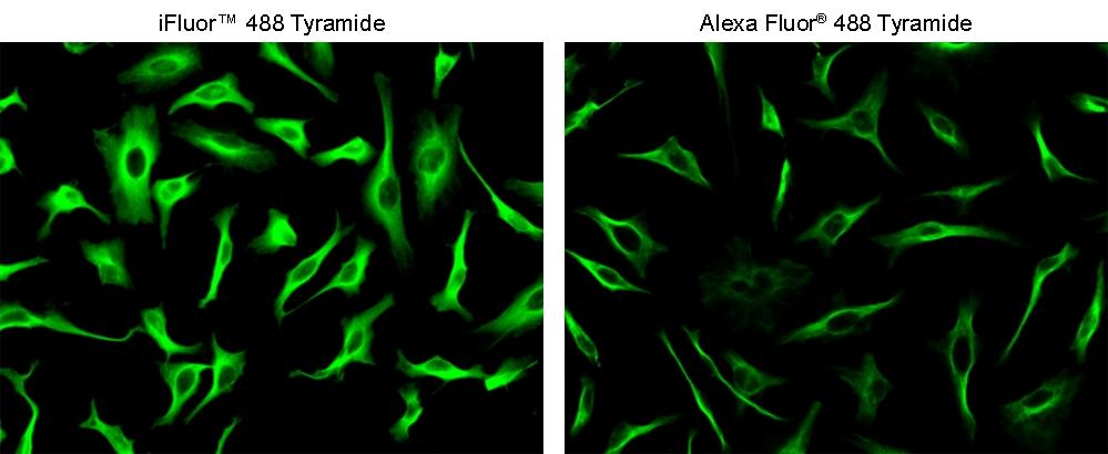 <strong>Superior sensitivity with iFluor® 488 tyramide.</strong> HeLa cells were incubated with primary anti-tubulin antibodies followed by detection with HRP-Goat anti-Mouse&nbsp;IgG and<strong><em>&nbsp;</em></strong>iFluor® 488 tyramide (Left) or Alexa Fluor&reg; 488 tyramide (Right). Fluorescence images were taken on a Keyence BZ-X710 fluorescence microscope equipped with a FITC filter set.