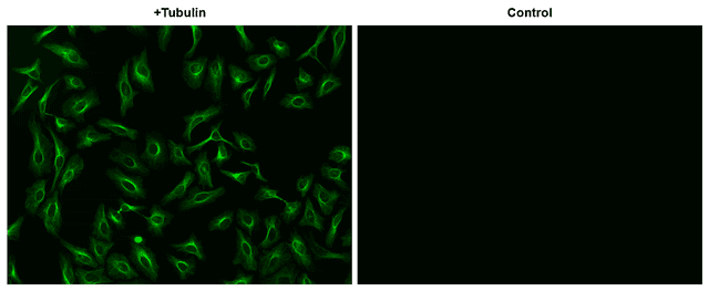 HeLa cells were incubated with (+Tubulin) or without (control) mouse anti-tubulin followed by iFluor® 510 goat anti-mouse IgG conjugate. Cells were imaged using a fluorescence microscope equipped with a FITC filter set.