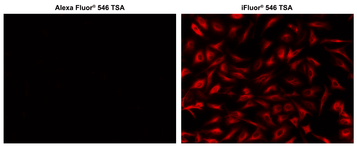 Microtubules of fixed HeLa cells were labeled with anti-α tubulin mouse mAb followed by HRP-labeled goat anti-mouse IgG (Cat No. 16728). The fluorescence signal was developed using Alexa Fluor® 546 tyramide or iFluor® 546 tyramide (Cat No. 45103) and detected with a TRITC/Cy3 filter set. iFluor® 546 tyramide shows significantly higher fluorescence intensity than Alexa Fluor® 546 tyramide under the same conditions.