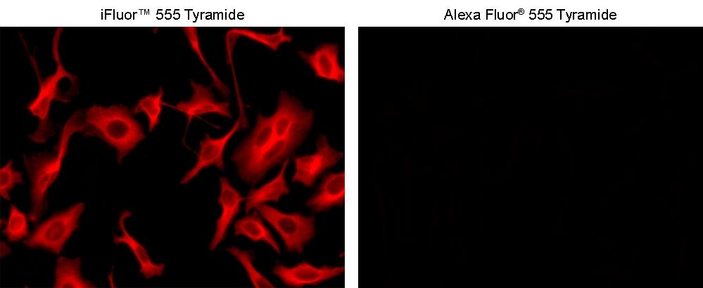 <strong>Superior sensitivity with iFluor® 555 tyramide.</strong> HeLa cells were incubated with primary anti-tubulin antibodies followed by detection with HRP-Goat anti-Mouse IgG and&nbsp;iFluor® 555 tyramide (Left) or Alexa Fluor&reg; 555 tyramide (Right). Fluorescence images were taken on a Keyence BZ-X710 fluorescence microscope equipped with a Cy3 filter set.
