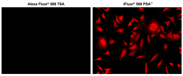 Microtubules of fixed HeLa cells were labeled with anti-α tubulin mouse mAb followed by HRP-labeled goat anti-mouse IgG (Cat No. 16728). The fluorescence signal was developed using Alexa Fluor® 568 tyramide or iFluor® 568 styramide™ (Cat No. 45030) and detected with a TRITC/Cy3 filter set. iFluor® 568 styramide™ shows significantly higher fluorescence intensity than Alexa Fluor® 568 tyramide under the same conditions.