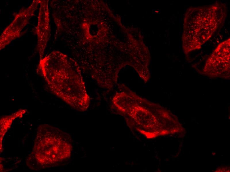 Live HeLa cells were stained with&nbsp;iFluor® 647-Concanavalin A Conjugate Conjugate at 5&nbsp;&micro;g/mL for 30 minutes. Image was acquired using fluorescence microscopy using Cy5 filter set.