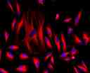 HeLa cells were stained with rabbit anti-tubulin followed with iFluor<sup>TM</sup>&nbsp;647 goat anti-rabbit IgG (H+L) (red); and nuclei were stained with DAPI (blue).