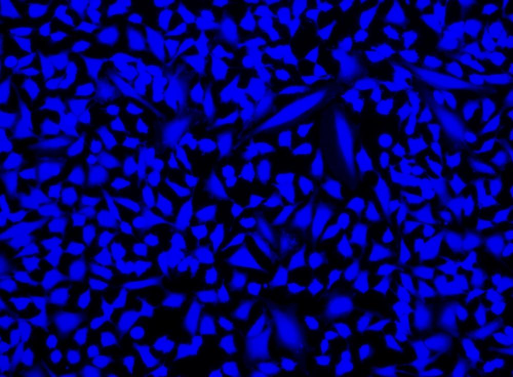 Image of CHO cells fixed with formaldehyde and stained with Live or Dead&trade; Fixable Dead Cell Staining kit&nbsp;*Blue Fluorescence*&nbsp;in a Costa black wall/clear bottom 96-well plate.