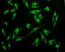 Fluorescence image of HeLa cells stained with MitoLite&trade; Green EX488 in a Costar black-wall/clear bottom 96-well plate.