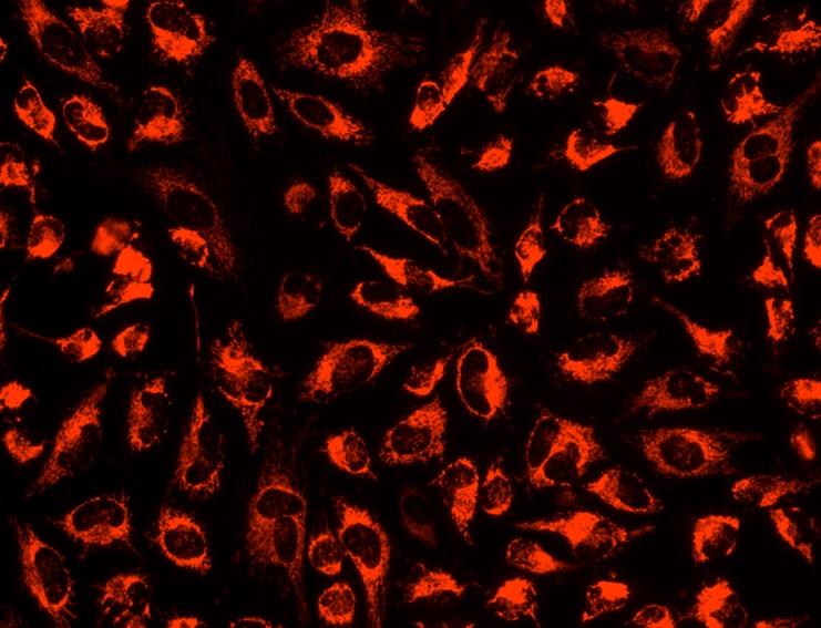 Image of U2OS cells stained with MitoLite&trade; Orange FX570 in a Costar black wall/clear bottom 96-well plate.