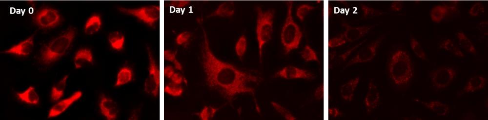 <strong>Cellular Retention of </strong><strong>MitoLite</strong><strong>&trade; Red FX600 </strong><strong>&nbsp;in HeLa Cells. <br /> </strong>Live HeLa cells were stained with MitoLite&trade; Red FX600 in HH buffer for 30 min at 37oC. Cells were washed for 3 times with HH buffer, and&nbsp; then continually cultured in fresh medium for 2 days. Images right after stain (Day 0),&nbsp; ~24 (Day 1) and 48 hours (Day 2) after stain were taken using fluorescence microscope with a Texas Red&reg; filter set.