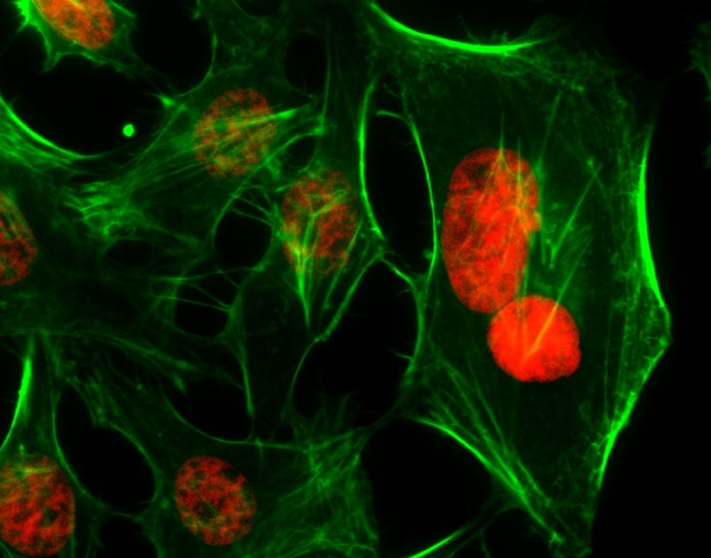 Fluorescence image of HeLa cells fixed with 4% formaldehyde then stained with iFluor 488 Phalloidin (Cat#23115, Green) and nuclei stain Nuclear Red&trade; DCS1 (Cat#17552, Red)